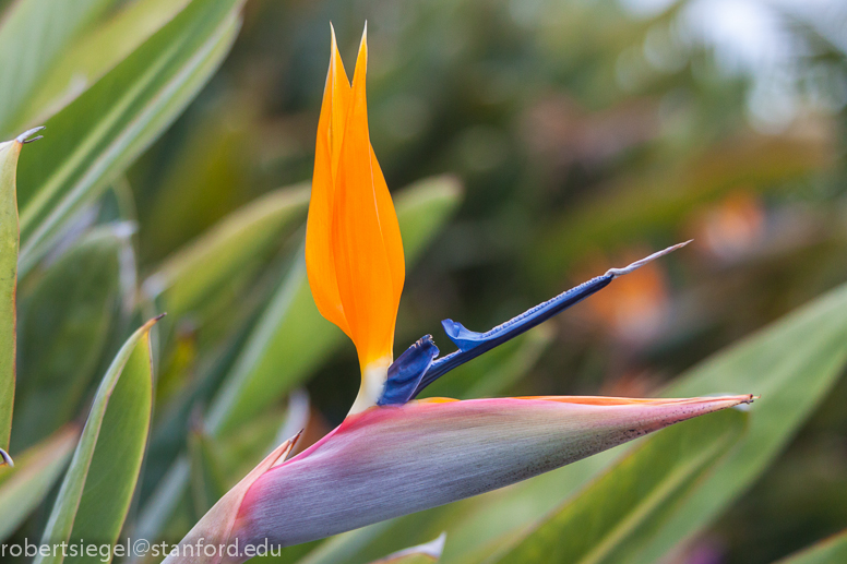 bird of paradise